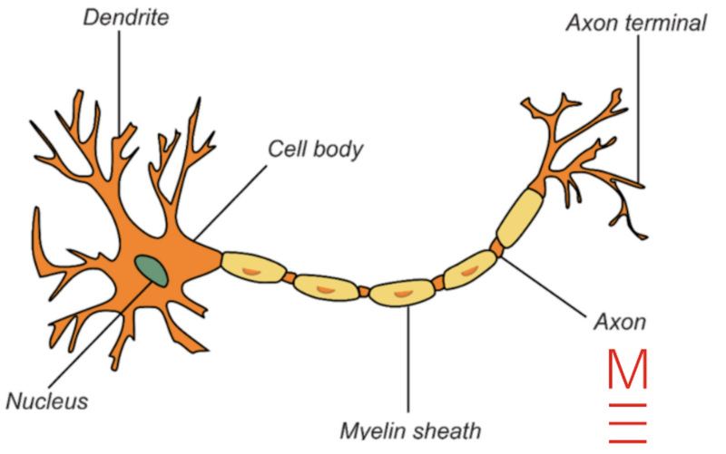 matrix education labelled diagram of nerve cell for y9 biology